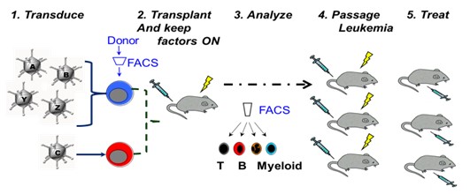 Generation of Tailor-Made Leukemia Models in Immune-Competent Mice - NIBN