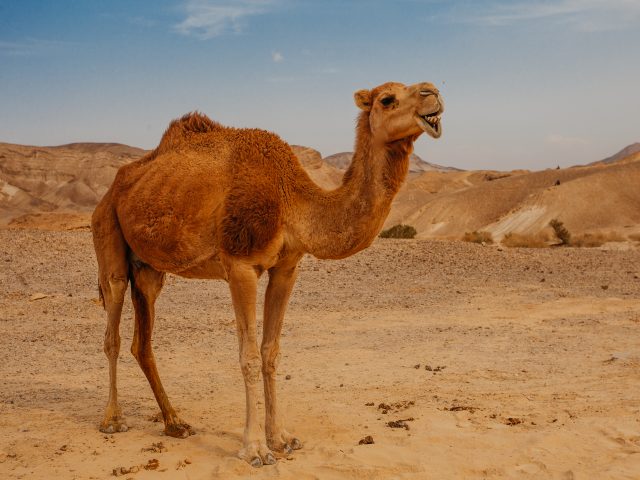 ציפורה, הנאקה מהנגב, ופרופ’ ניב פפו – נלחמים יחד בסרטן